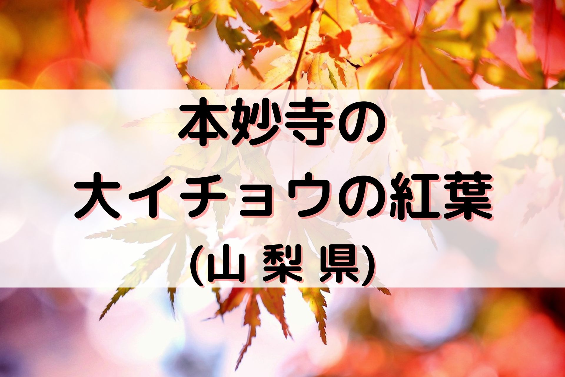 本妙寺の大イチョウの紅葉